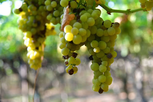 Uva Moscato