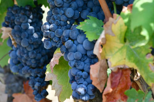 Primitivo