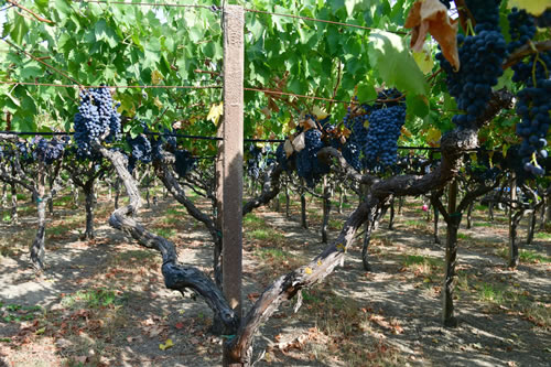 Uva Sangiovese