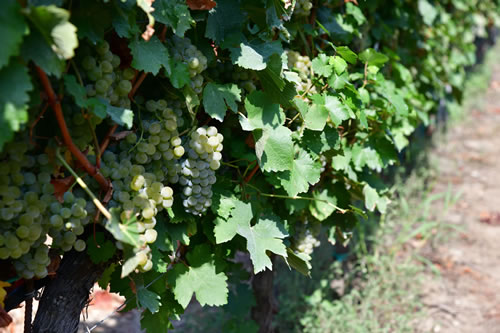 Uva Sauvignon bianco