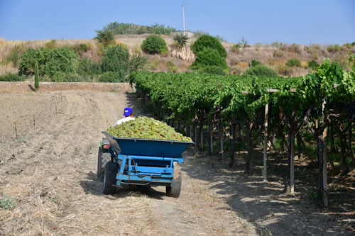 Vendemmia