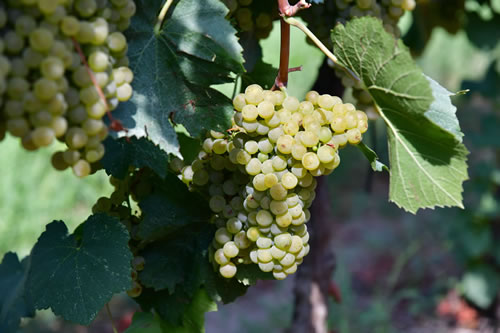 Uva Chardonnay