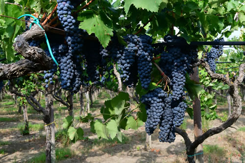 Uva Ciliegiolo