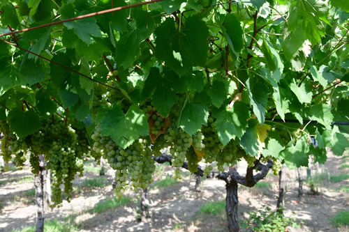 Uva Malvasia