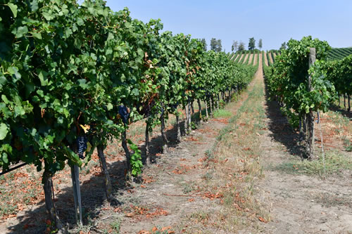 Uva Merlot