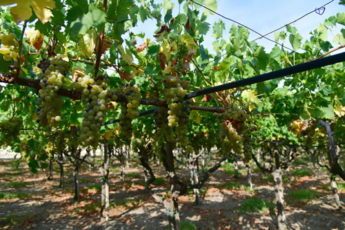 Uva Moscato