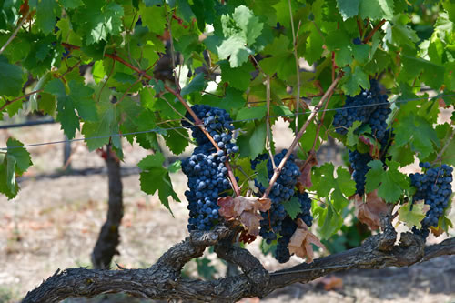 Primitivo
