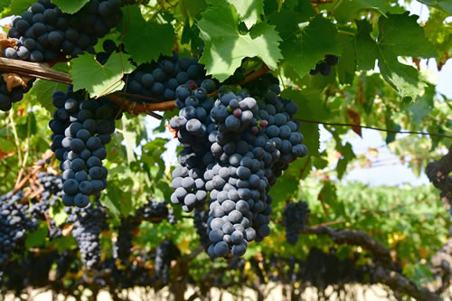 Uva Sangiovese