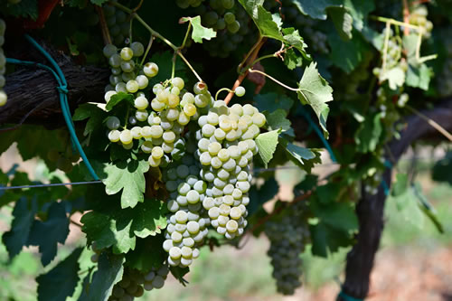 Uva Sauvignon bianco
