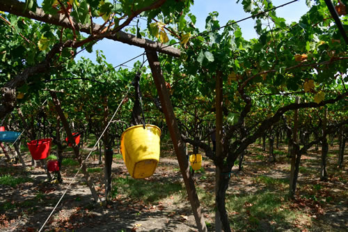 Vendemmia