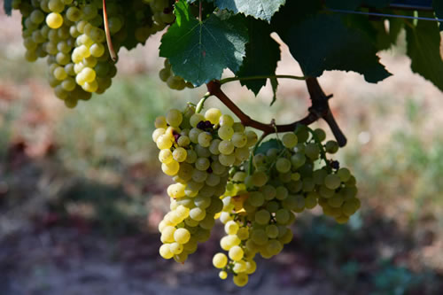 Uva Chardonnay