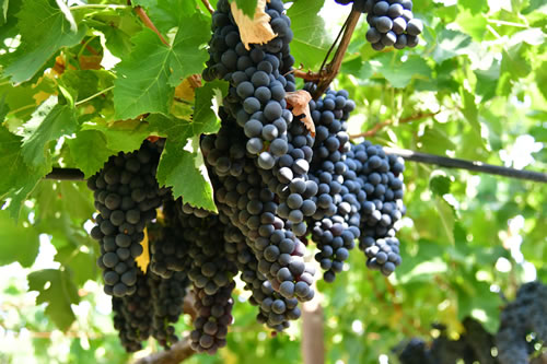 Uva Ciliegiolo