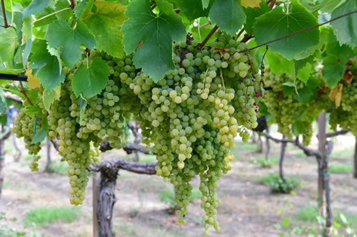 Uva Malvasia