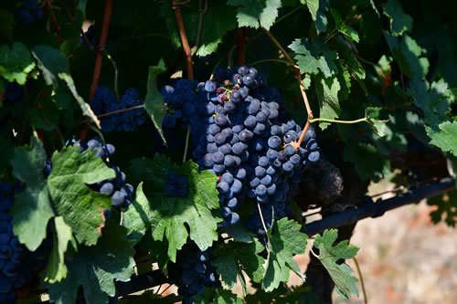 Uva Merlot