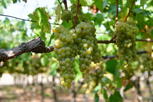 Uva Moscato
