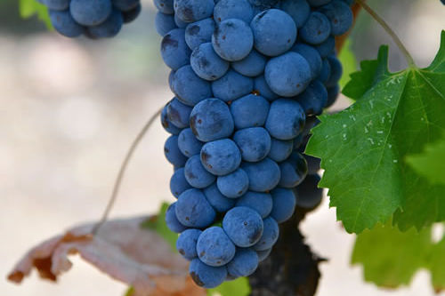 Primitivo