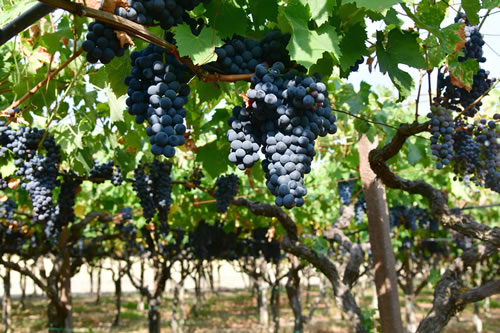 Uva Sangiovese