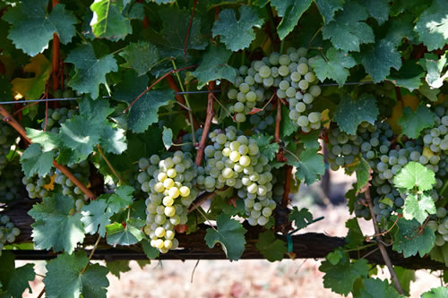 Uva Sauvignon bianco