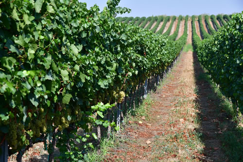 Uva Chardonnay