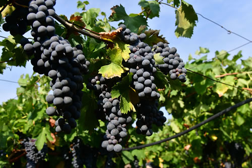 Uva Ciliegiolo
