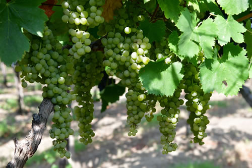 Uva Malvasia