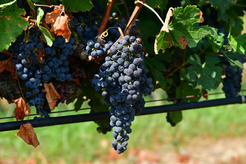 Uva Merlot