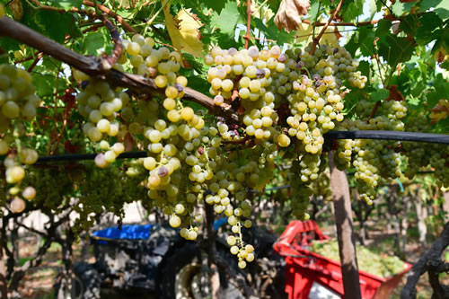 Uva Moscato