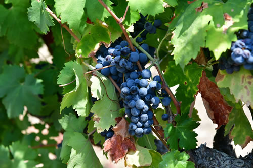 Primitivo