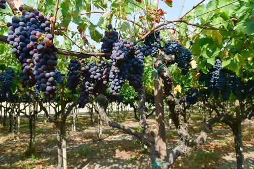 Uva Sangiovese