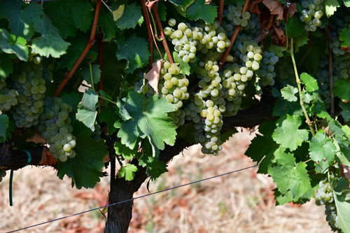Uva Sauvignon bianco