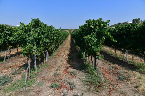 Uva Chardonnay