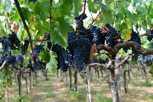 Uva Ciliegiolo