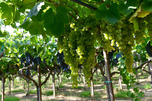 Uva Malvasia