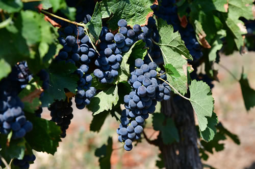 Uva Merlot