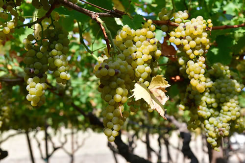 Uva Moscato