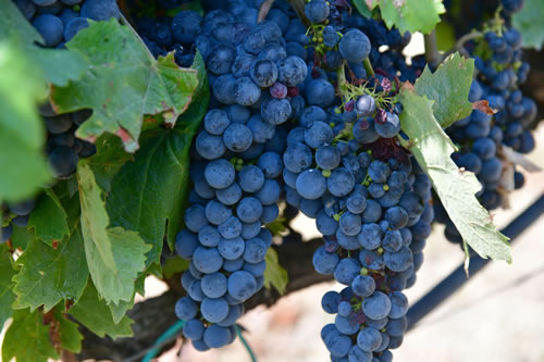 Primitivo
