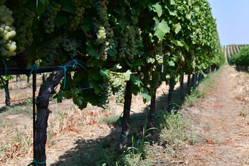 Uva Sauvignon bianco