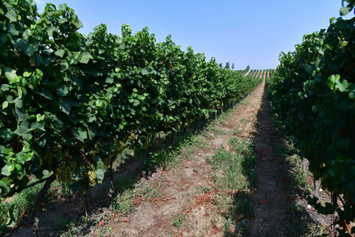 Uva Chardonnay
