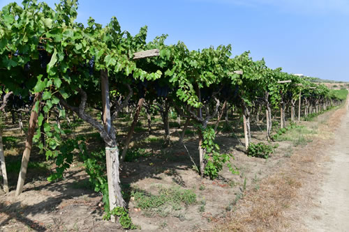 Uva Ciliegiolo