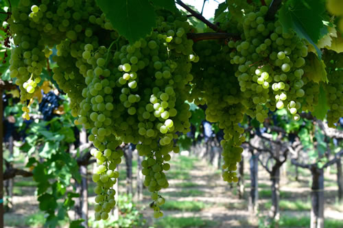 Uva Malvasia