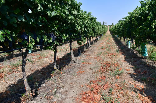 Uva Merlot