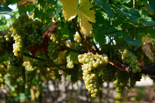 Uva Moscato