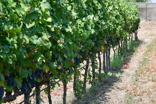 Primitivo