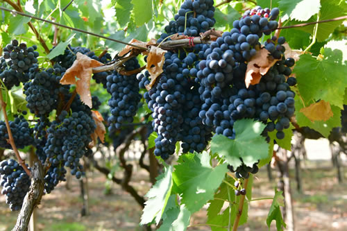 Uva Sangiovese